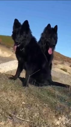 ALMAN ÇOBAN KÖPEĞİ