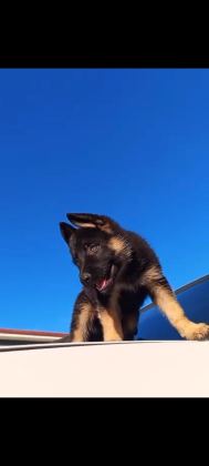 ALMAN ÇOBAN KÖPEĞİ