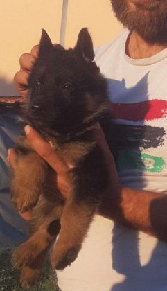 SAFKAN ERKEK ALMAN ÇOBAN KÖPEĞİMİZ