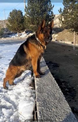 SAFKAN ERKEK ALMAN ÇOBAN KÖPEĞİMİZ
