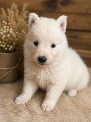 SAFKAN ALMAN ÇOBAN KÖPEĞİ YAVRULARI ÖZEL RENK