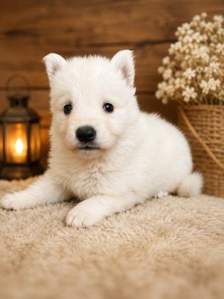 SAFKAN ALMAN ÇOBAN KÖPEĞİ YAVRULARI ÖZEL RENK