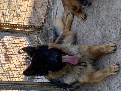 ORJİNAL UZUN TÜY ALMAN ÇOBAN KÖPEĞİ YAVRULAR