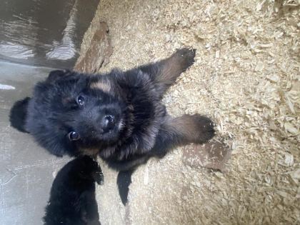ORJİNAL UZUN TÜY ALMAN ÇOBAN KÖPEĞİ YAVRULAR