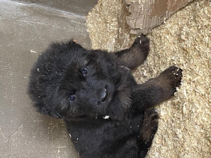 ORJİNAL UZUN TÜY ALMAN ÇOBAN KÖPEĞİ YAVRULAR