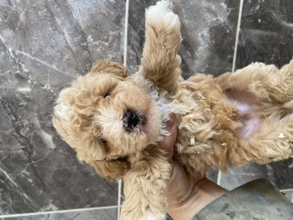 ORJİNAL MALTİPOO BEBEKLER