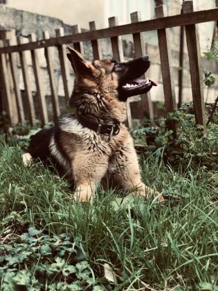 1 YAŞINDA BAKIMLI ALMAN ÇOBAN KÖPEĞİ