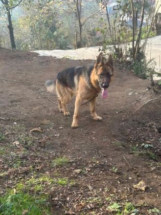 1 YAŞINDA BAKIMLI ALMAN ÇOBAN KÖPEĞİ