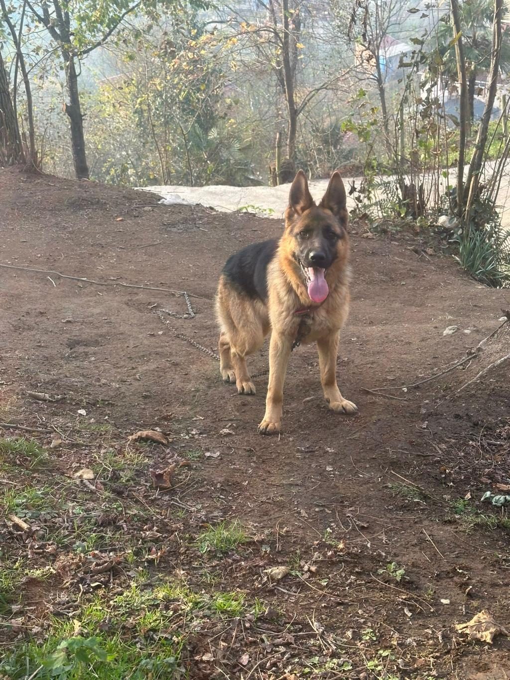1 YAŞINDA BAKIMLI ALMAN ÇOBAN KÖPEĞİ