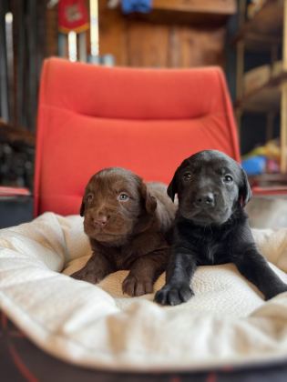 ASİL REHBER KÖPEK LABRADOR