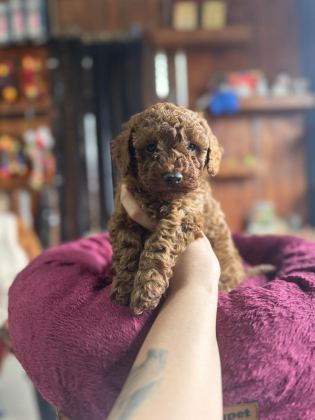ANTİALERJİK TOY POODLE BEBEKLER