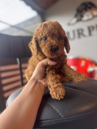 ANTİALERJİK TOY POODLE BEBEKLER