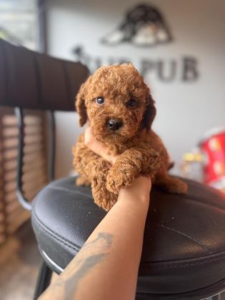 ANTİALERJİK TOY POODLE BEBEKLER