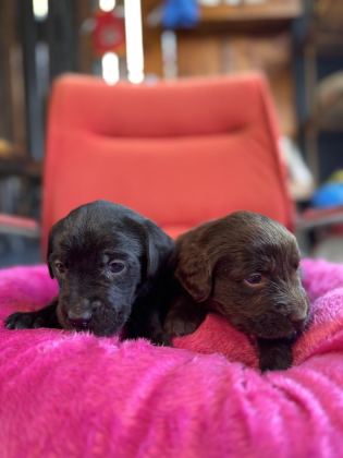ASİL REHBER KÖPEK LABRADOR