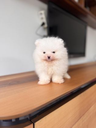 İLGİ DELİSİ POMERANİAN BOO