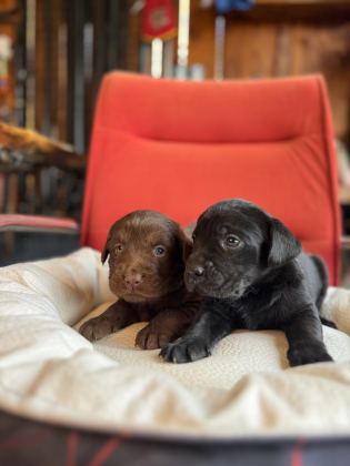 ASİL REHBER KÖPEK LABRADOR