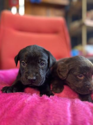ASİL REHBER KÖPEK LABRADOR