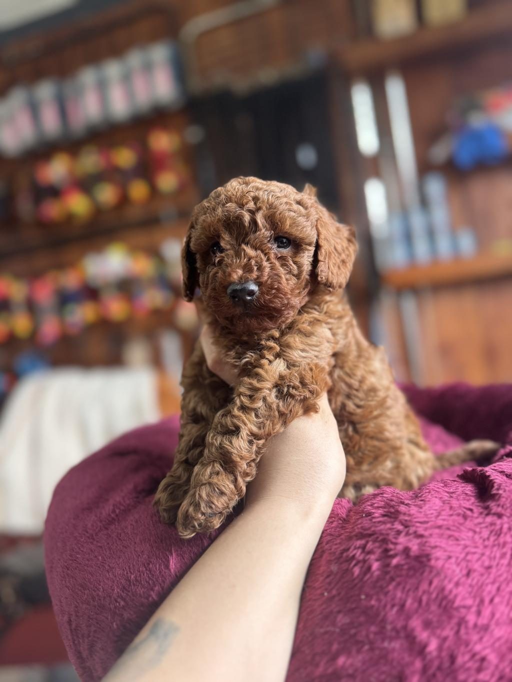 ANTİALERJİK TOY POODLE BEBEKLER