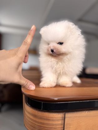 İLGİ DELİSİ POMERANİAN BOO