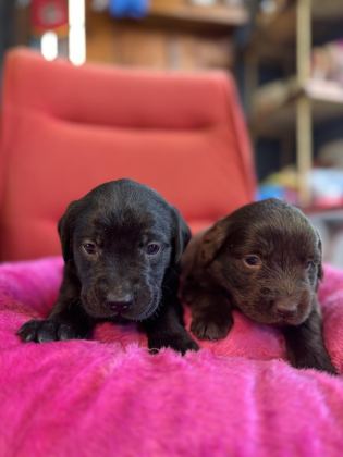 ASİL REHBER KÖPEK LABRADOR