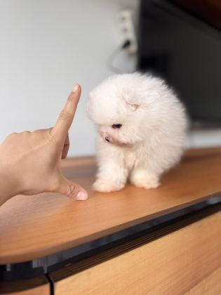 İLGİ DELİSİ POMERANİAN BOO