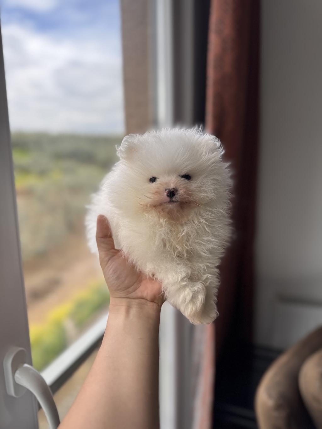 İLGİ DELİSİ POMERANİAN BOO