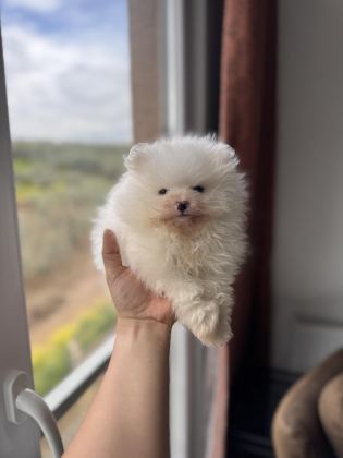 İLGİ DELİSİ POMERANİAN BOO