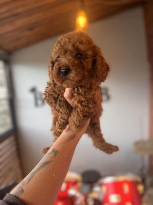 ANTİALERJİK TOY POODLE BEBEKLER