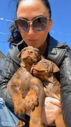 DOBERMAN YAVRULARIM SAĞLIK VE IRK GARANTİLİDİR