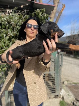 DOBERMAN YAVRULARIM SAĞLIK VE IRK GARANTİLİDİR