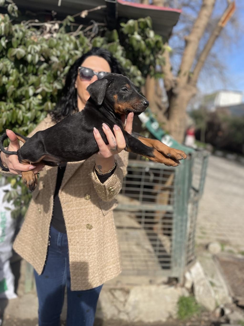 DOBERMAN YAVRULARIM SAĞLIK VE IRK GARANTİLİDİR