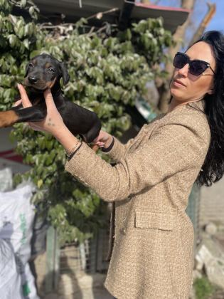DOBERMAN YAVRULARIM SAĞLIK VE IRK GARANTİLİDİR
