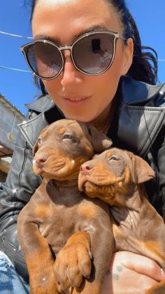 DOBERMAN YAVRULARIM SAĞLIK VE IRK GARANTİLİDİR