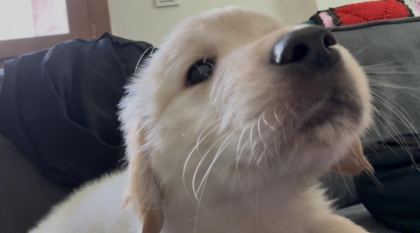 GOLDEN RETRİEVER KÖPEĞİMİZ İÇİN AÇIKLAMAYI OKUYUNUZ