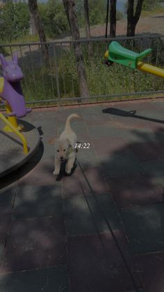 GOLDEN RETRİEVER KÖPEĞİMİZ İÇİN AÇIKLAMAYI OKUYUNUZ