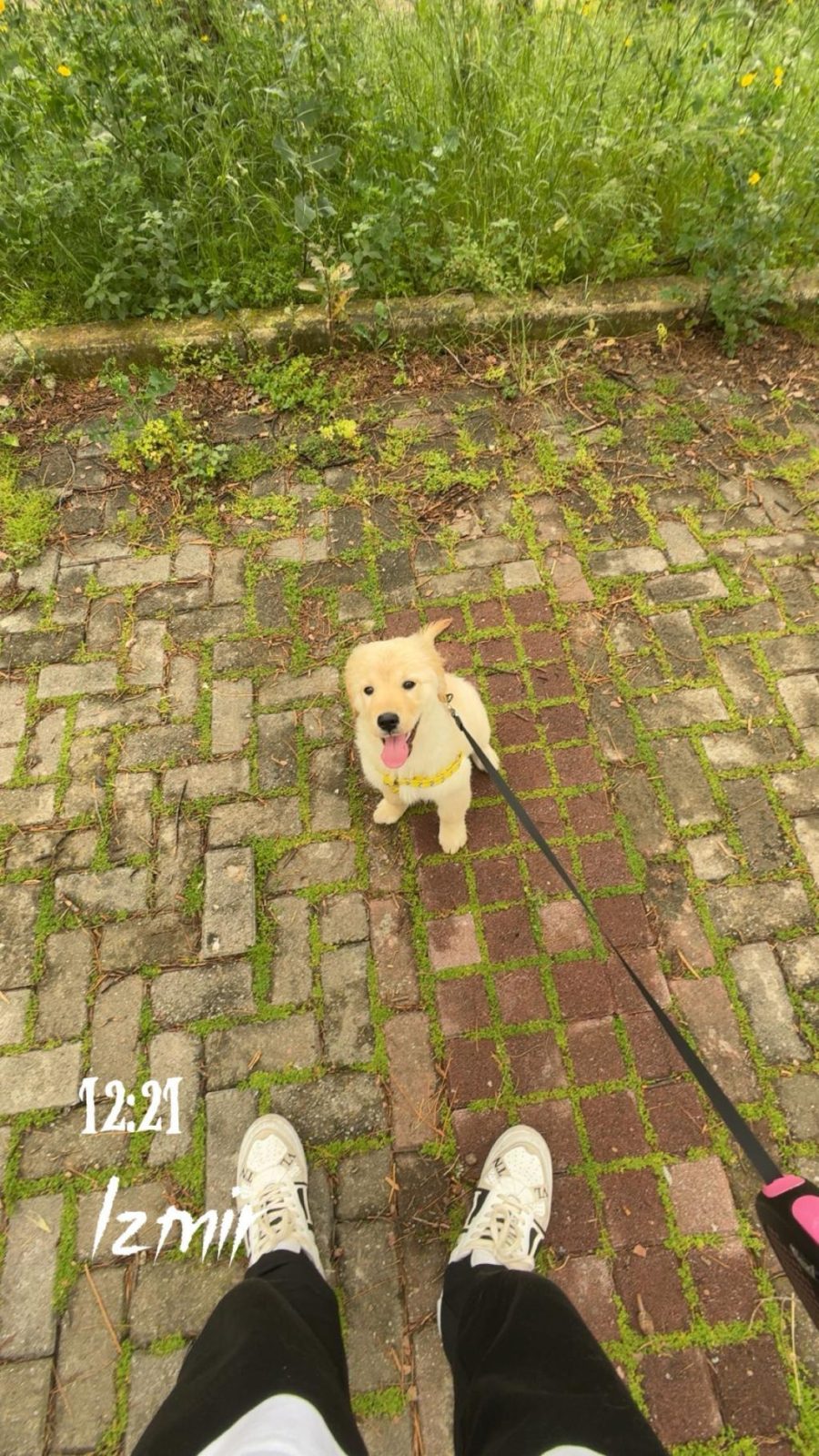 GOLDEN RETRİEVER KÖPEĞİMİZ İÇİN AÇIKLAMAYI OKUYUNUZ