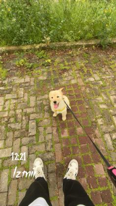 GOLDEN RETRİEVER KÖPEĞİMİZ İÇİN AÇIKLAMAYI OKUYUNUZ