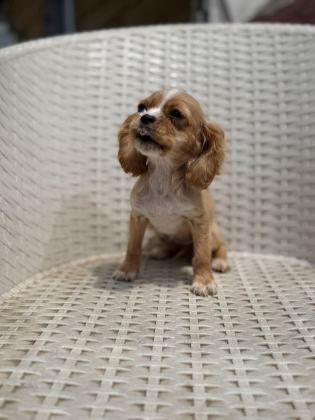COCKER YAVRU KÖPEĞİMİZ SAKARYA
