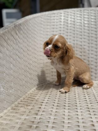 COCKER YAVRU KÖPEĞİMİZ SAKARYA