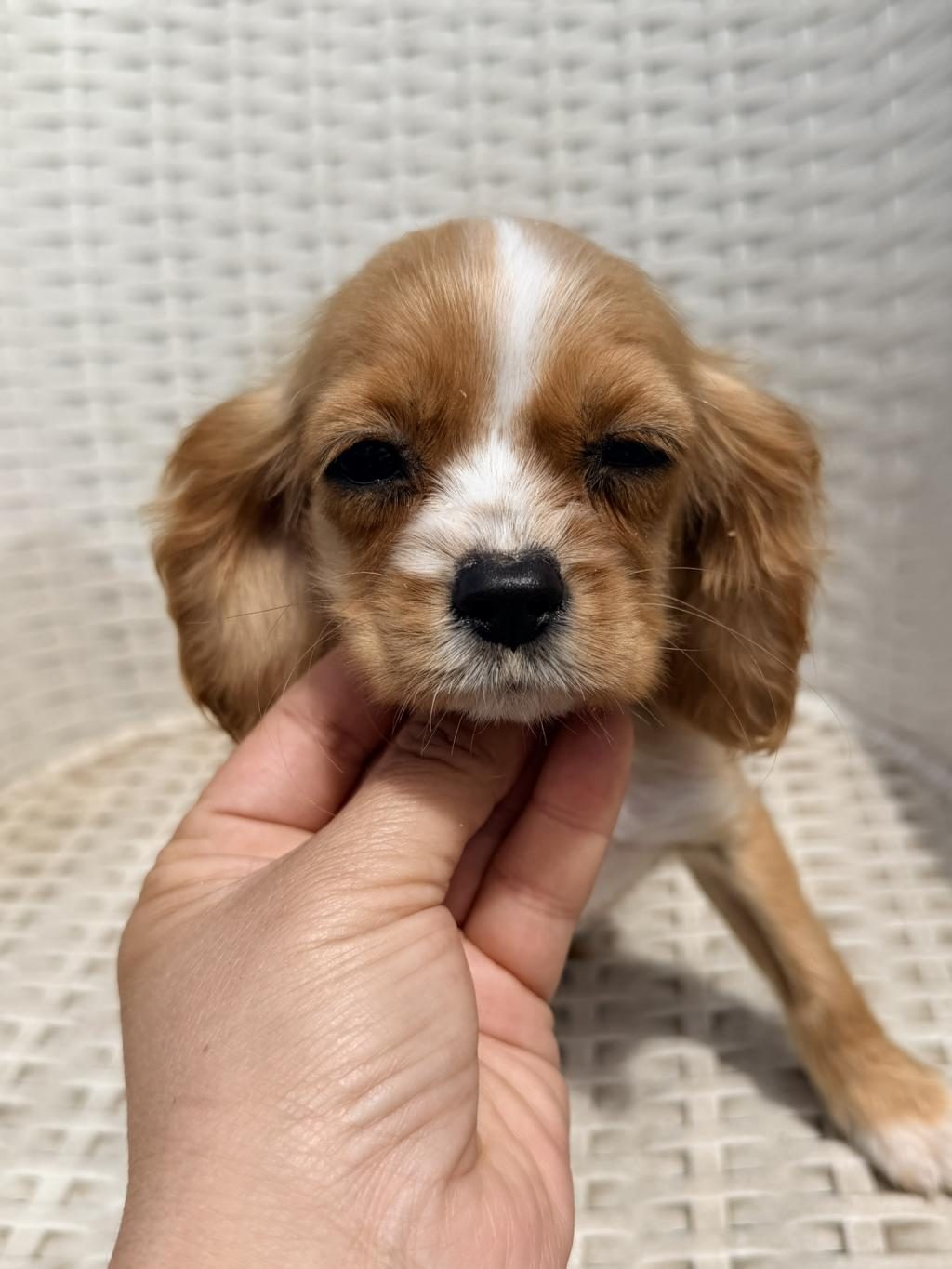COCKER YAVRU KÖPEĞİMİZ SAKARYA