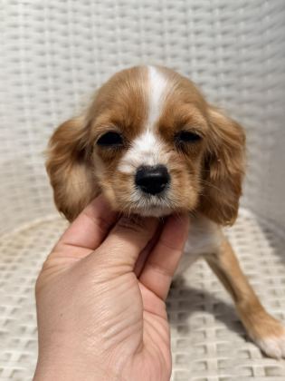 COCKER YAVRU KÖPEĞİMİZ SAKARYA