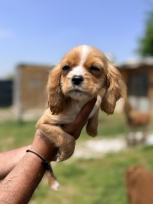 COCKER YAVRU KÖPEĞİMİZ SAKARYA