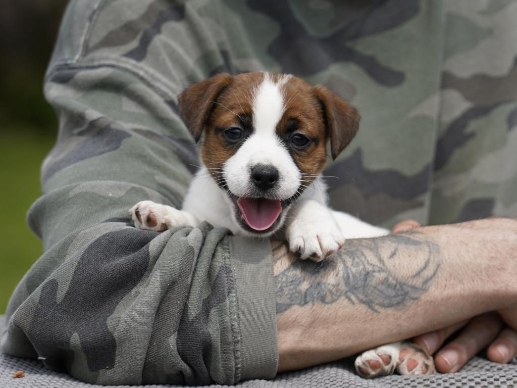 FCI ŞECERELİ SAFKAN JACK RUSSELL TERRİER YAVRU