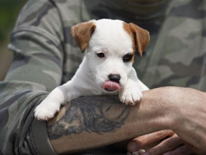 FCI ŞECERELİ SAFKAN JACK RUSSELL TERRİER YAVRU