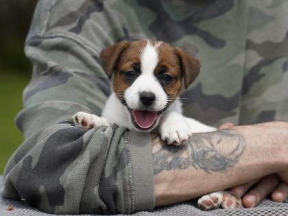 FCI ŞECERELİ SAFKAN JACK RUSSELL TERRİER YAVRU