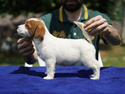 FCI ŞECERELİ SAFKAN 2 DİŞİ YAVRU KÖPEĞİMİZ AİLE ARIYOR