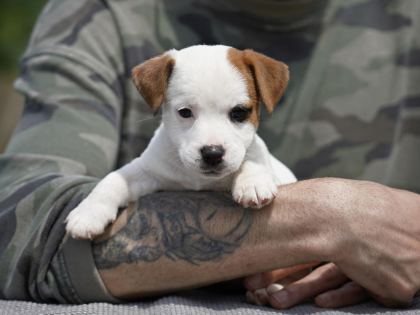 FCI ŞECERELİ SAFKAN JACK RUSSELL TERRİER YAVRU