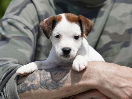 FCI ŞECERELİ SAFKAN JACK RUSSELL TERRİER YAVRU
