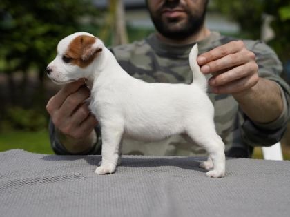 FCI ŞECERELİ SAFKAN 2 DİŞİ YAVRU KÖPEĞİMİZ AİLE ARIYOR