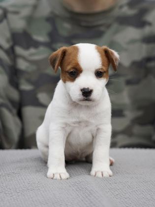 FCI ŞECERELİ SAFKAN 2 DİŞİ YAVRU KÖPEĞİMİZ AİLE ARIYOR